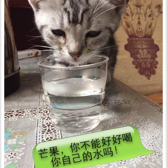 专科学位证 封皮